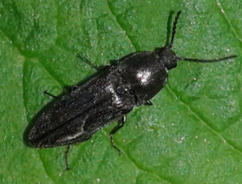 Elateridae: Cydnopus sp. (cfr.)